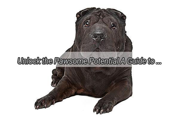 Unlock the Pawsome Potential A Guide to Training Your Dog to Love the Crate